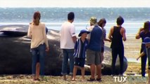 Des cachalots échoués sur une plage