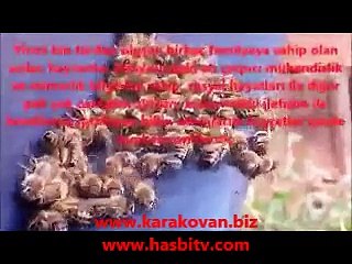 Arıların Dünyası