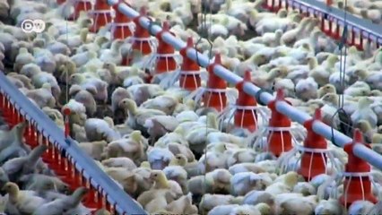 Cifra global: la carne | Global 3000