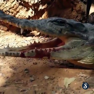 Un oiseau curieux met sa tête au mauvais endroit