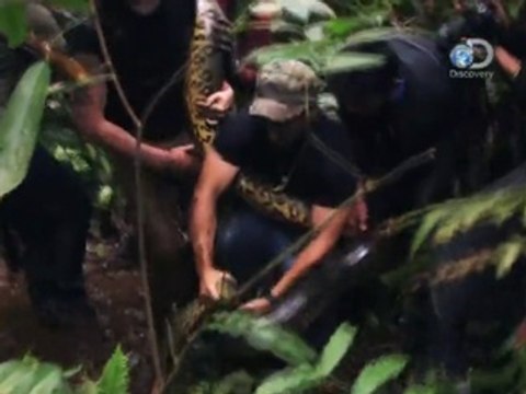 Sur le point d'être avalé par un anaconda, il prend peur