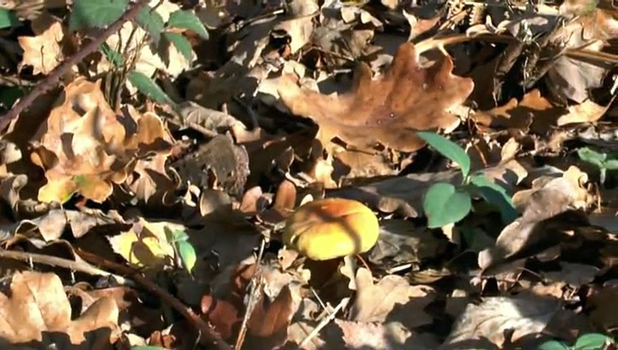 LES PROMENADES DE MICHOU64 W-D.D. - 7 DECEMBRE 2014 - IDRON - DANS LA FORÊT DÉCOUVRONS DE NOUVEAUX CHEMINS..