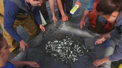 earthrise - Restoring Elwha River