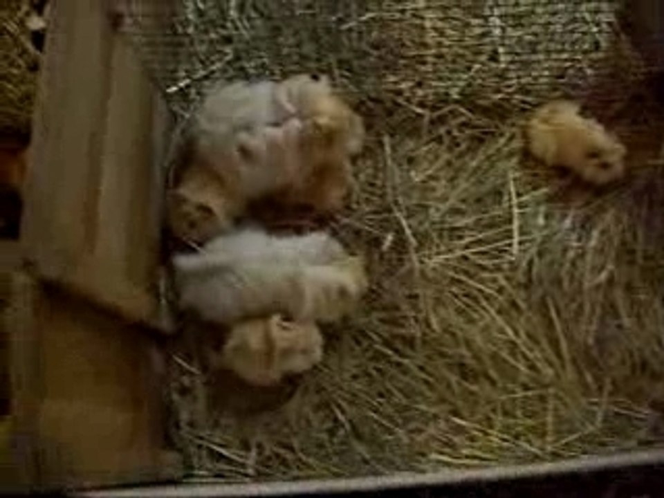 nurserie de Alain caron