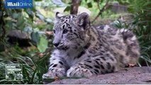Adorable leopard cubs play fight in Wildlife Zoo [Related]