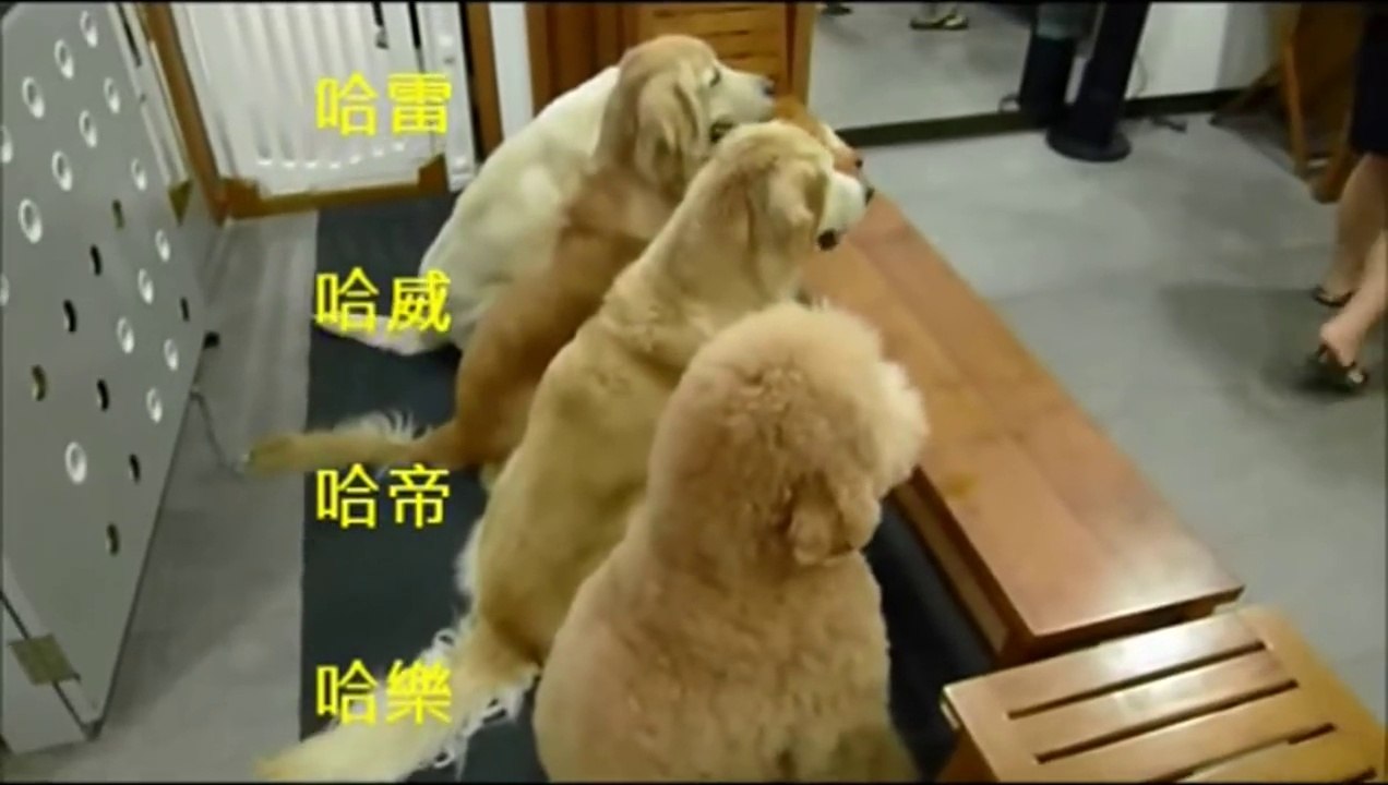 Süper zeki köpekler