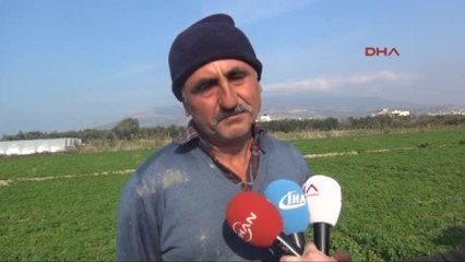 Sınır Kapıları Kapandı, Samandağ'da Mandalina Dalında, Maydanoz Tarlada Kaldı