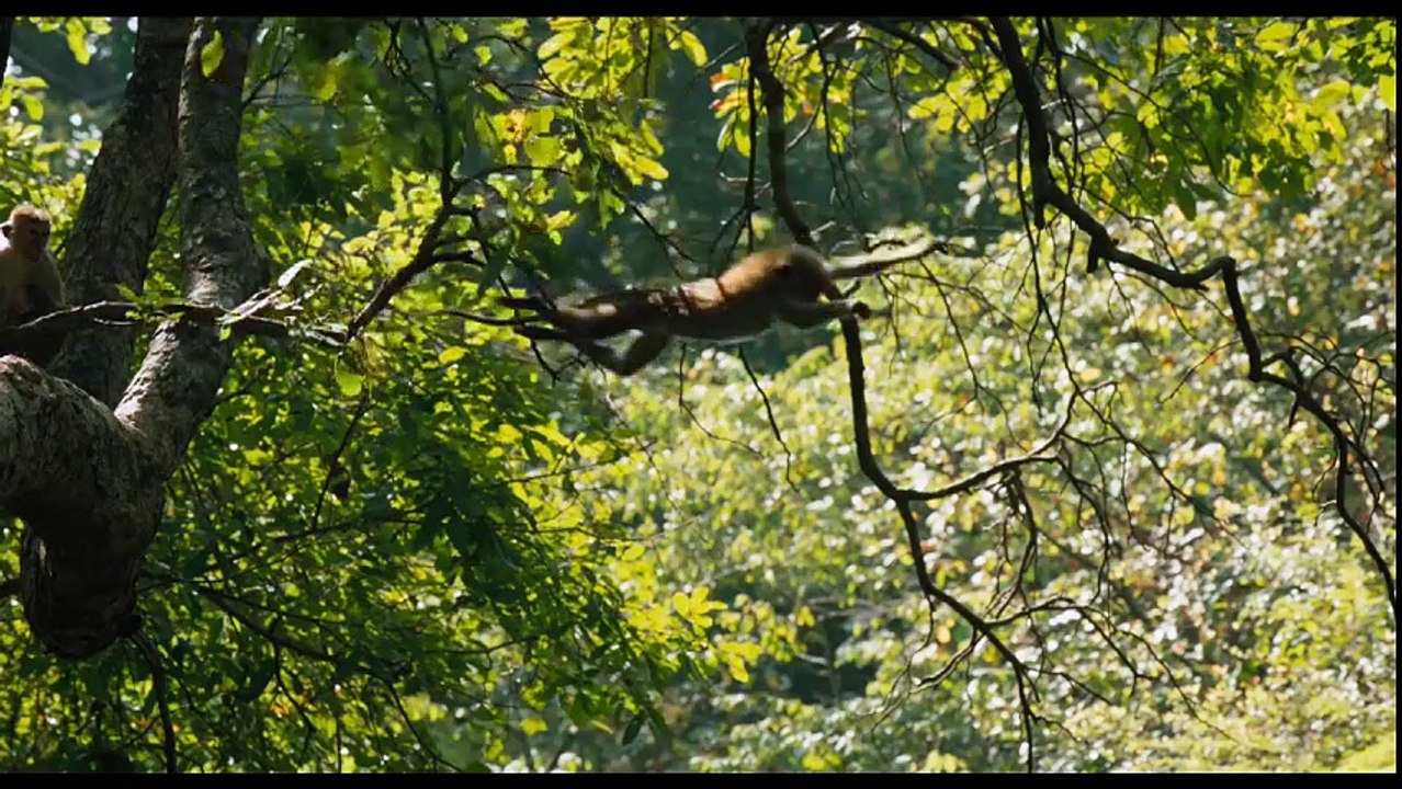 Monkey Kingdom (2015)