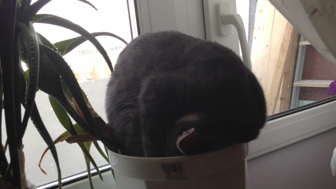 Tired cat caught sleeping in a flower pot