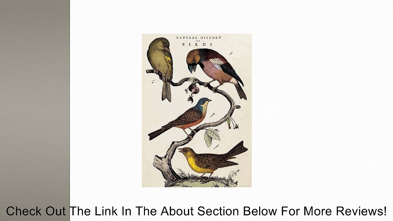 Cavallini & Co. Natural History Birds Decorative Decoupage Poster Wrapping Paper Sheet Review