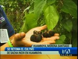 Se retoma el cultivo de Sacha Inchi en Huamboya