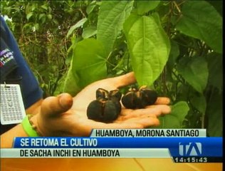 Se retoma el cultivo de Sacha Inchi en Huamboya