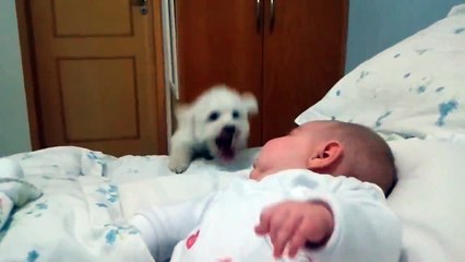 Funny Puppy Tries His Best To See Baby