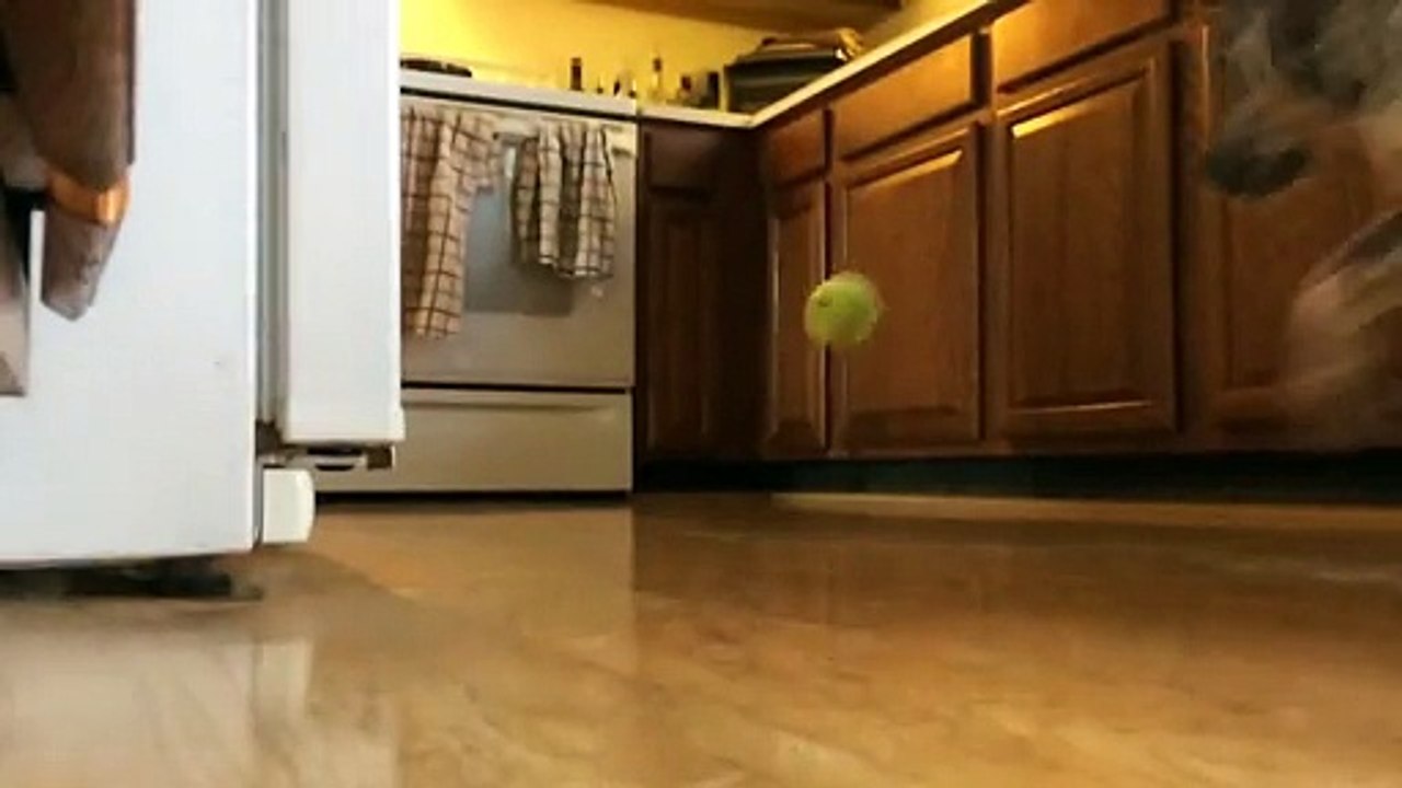 Un chien se jette sur une balle lancée en direction du four de la cuisine et detruit cette dernière