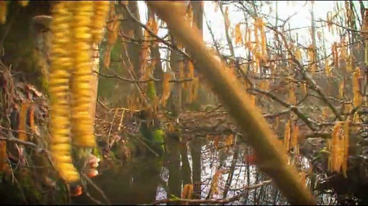 Parfionov Igor Pieces Spring wood Piano Igor Galenkov