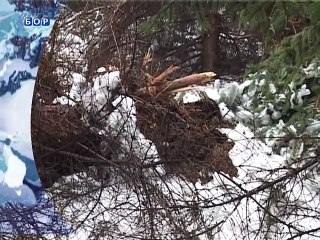 Vesti na vlaškom jeziku, 08. decembar 2014. (RTV Bor)