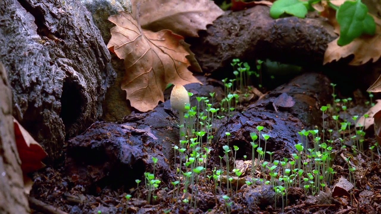 Champignon Fantastique - Le Fruit Interdit - Bande-Annonce [VOSTFR]