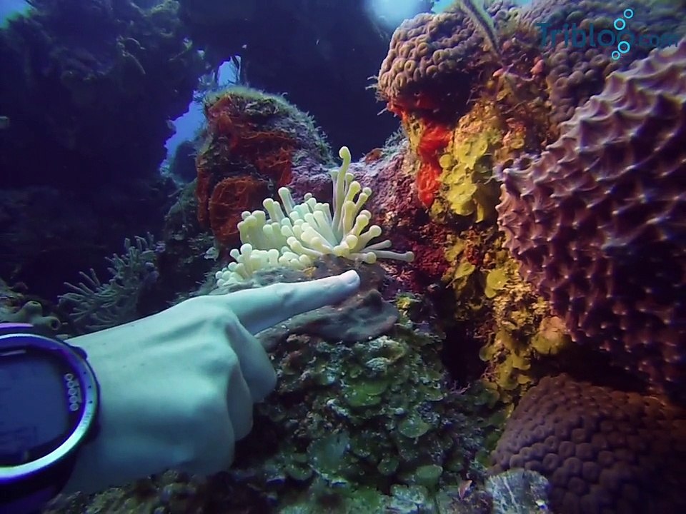 cozumzel phocea mexico 2