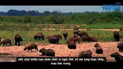 Rắn khổng lồ Anaconda - Quái vật hung bạo nhất hành tinh - XSKG