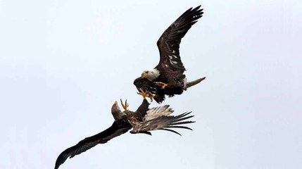 Dövüş Kulübü : Çakal, Yengeç ve Kartallar