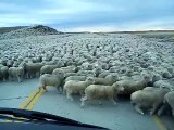 C’est l’invasion de moutons