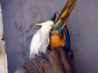 white parrot yellow parrot
