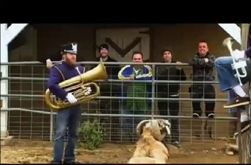 Haha! He Came to Play Saxophone but this Animal Played of its Own