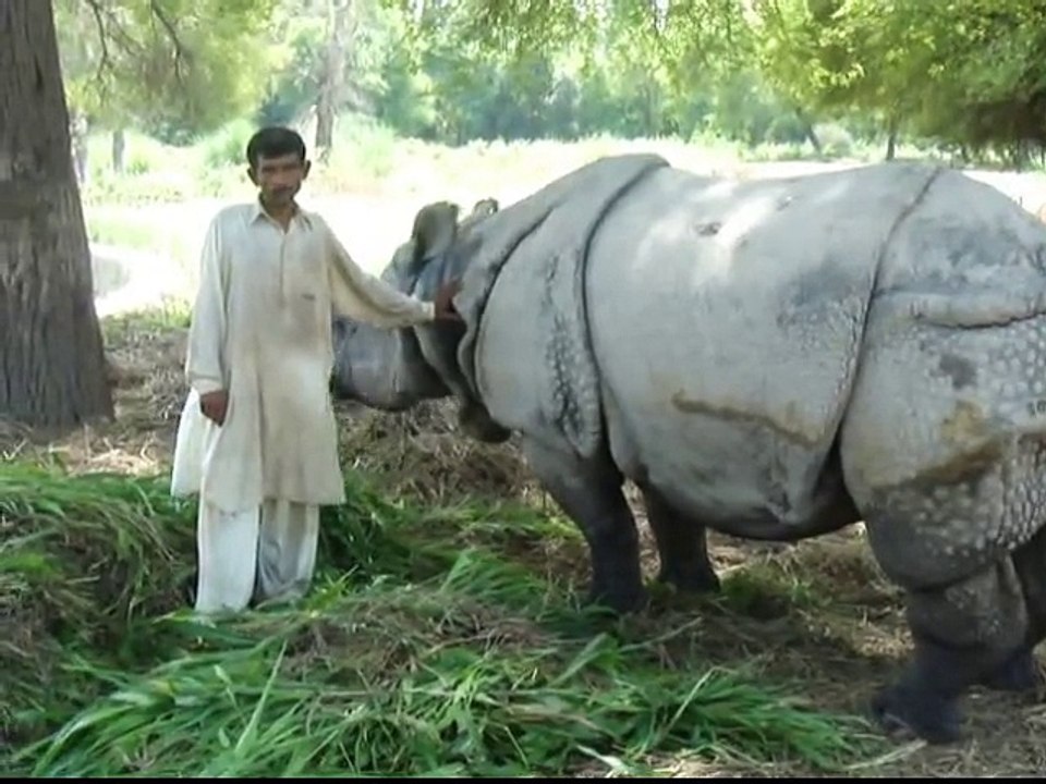 Rhino