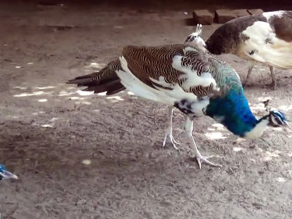 Colourful Peacock