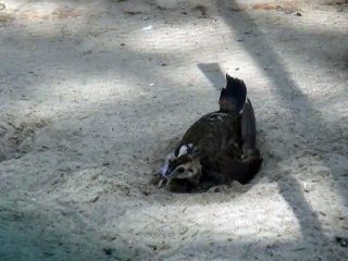 Healthy Birds
