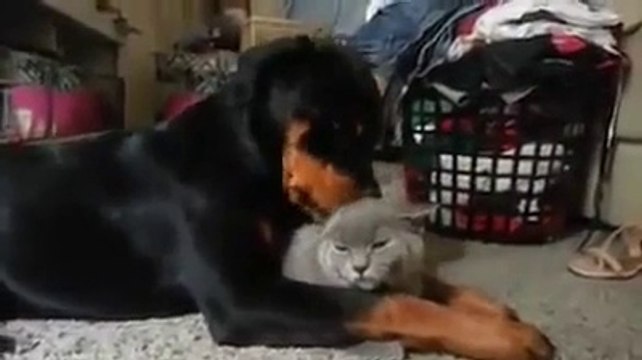 Ce Rottweiler aime beaucoup ce chat... beaucoup trop!