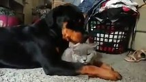 Jealous Rottweiler loves the cat so much