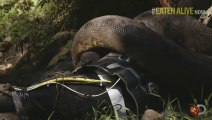 ‘Eaten Alive’ By A Giant Anaconda : FAIL