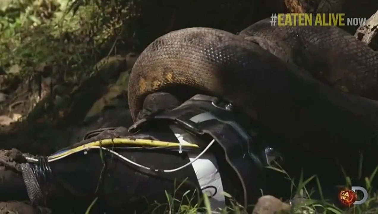 ‘Eaten Alive’ By A Giant Anaconda : FAIL