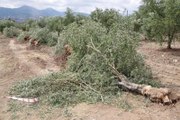 İzmir Yırca'da Katledilen 6 Bin 666 Zeytin Ağacını, Koruma Görevi Köylünün