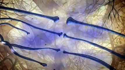 Cannabinoid Receptors  Horizon  Cannabis  The Evil Weed