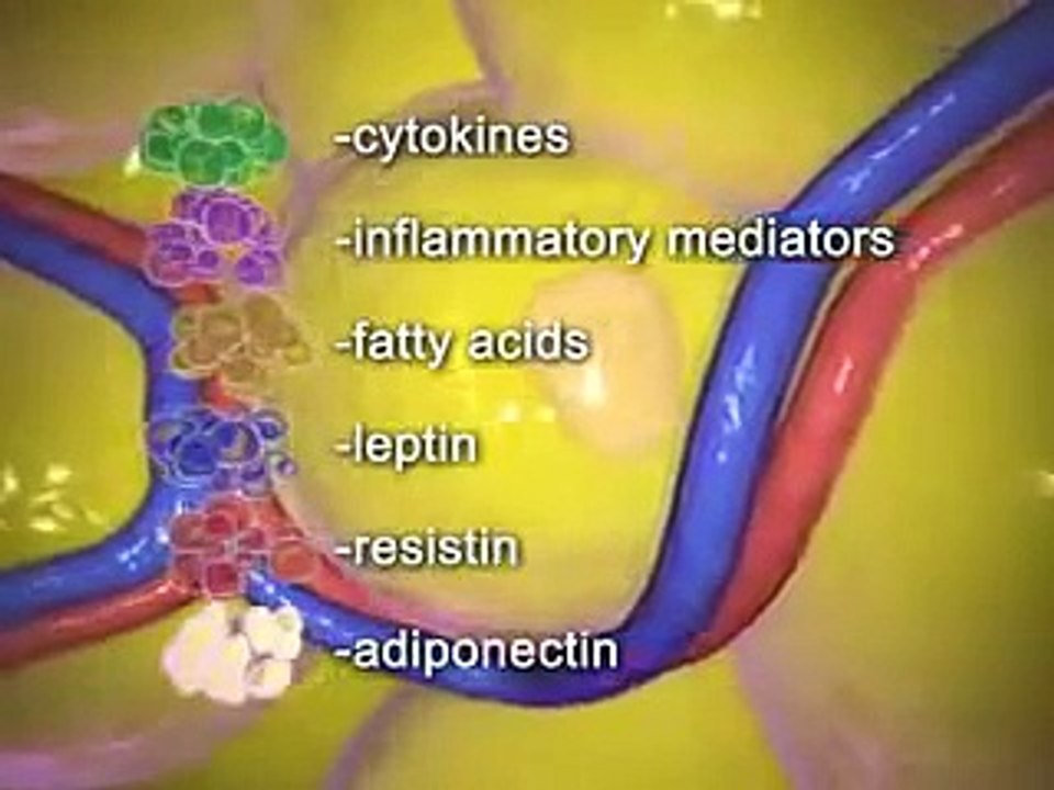 Exploring the Endocannabinoid System