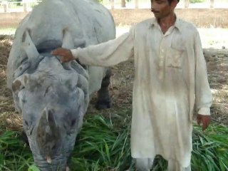 Care Taker Feeds Rhino With Utmost Affection