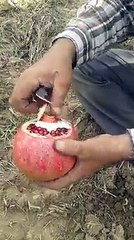 Pomegranate that peeled-)