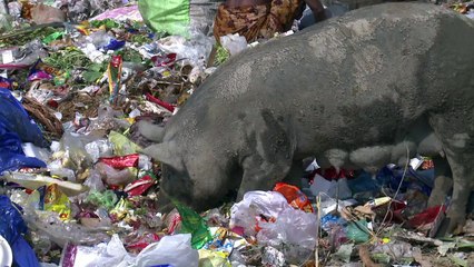 India: gobierno llama a vecinos a limpiar calles