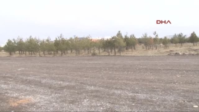 Erzurum Üniversitenin Ağaç Katliamına Mahkeme 'Dur' Dedi