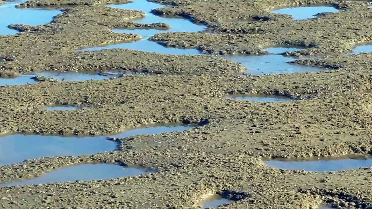 Soldier Crabs