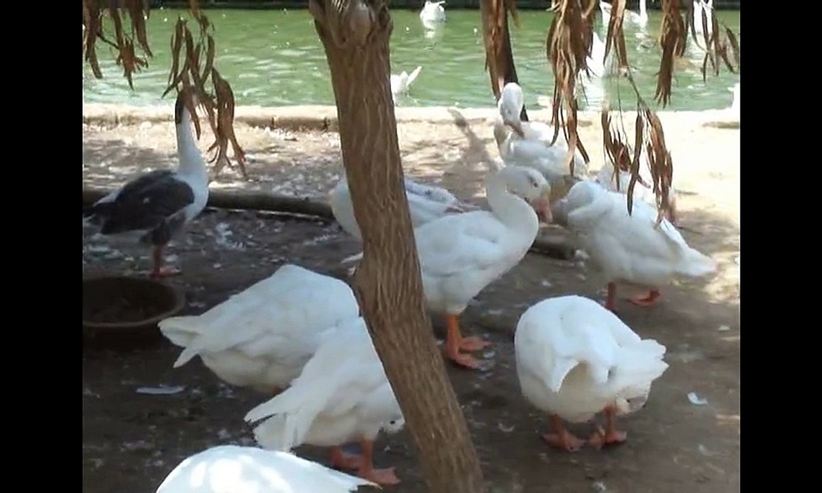 Ducks Enjoying Summers