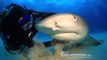 Un plongeur fait des calins avec un requin tigre