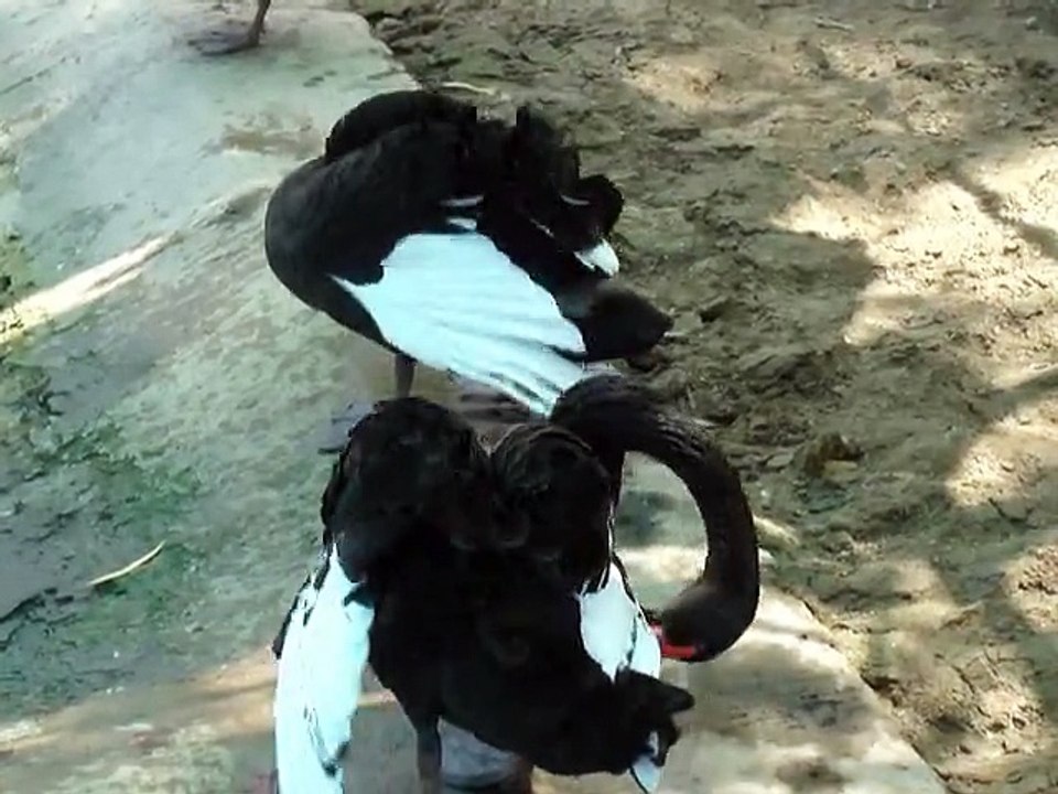 Ducks in Black n White Look Beautifull