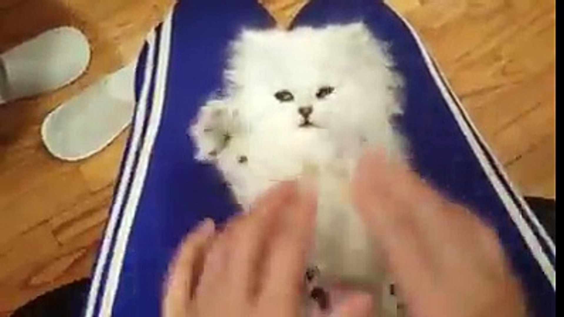 Chaton Tout Mignon Qui Joue Sur Le Dos Avec Ses Pattes Video Dailymotion