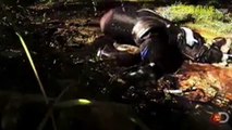 'Eaten Alive' -- paul rosolie tries to get swallowed-by anaconda  has failed actually
