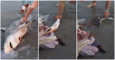 Beachgoers Deliver Three Baby Sharks From Dead Mother Shark