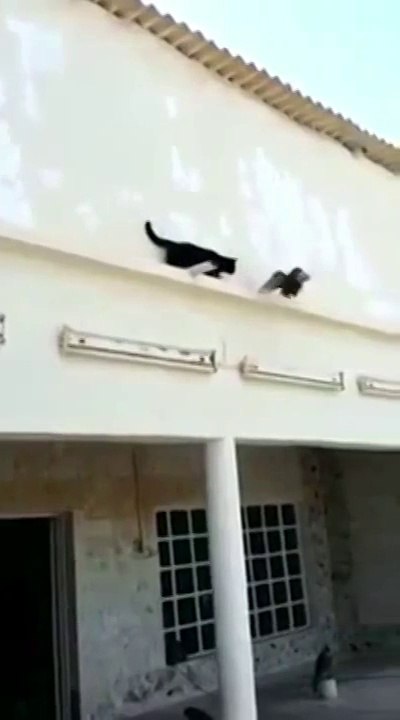 Qui est le plus malin entre un pigeon et un chat ?