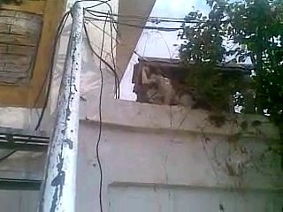 sparrow hunted by cat